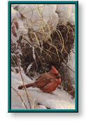 Robert Bateman: Winter Cardinal