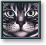 Braldt Bralds art print: American Shorthair