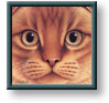 Braldt Bralds art print: Scottish Fold - Orange Tabby
