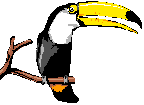 toucan