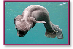 Prehistoric Frilled Shark