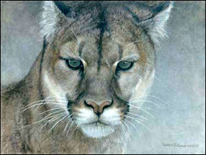 Intent - Cougar by Robert Bateman
