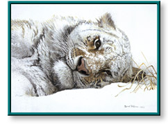 Robert Bateman: Snowy Nap