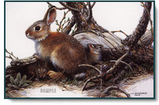 Amy Brackenbury - Cottontail Family