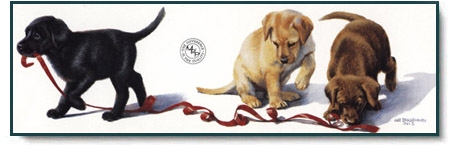 Amy Brackenbury - Red Tape