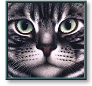 Braldt Bralds art print: American Shorthair