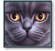 Braldt Bralds art print: British Blue Shorthair