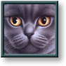 Braldt Bralds art print: British Blue Shorthair