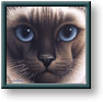 Braldt Bralds art print: Chocolate Point Siamese