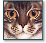 Braldt Bralds art print: Cinnamon Tabby Maine Coon