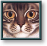Braldt Bralds art print: Cinnamon Tabby Maine Coon