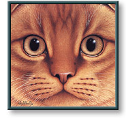 Braldt Bralds art print: Scottish Fold - Orange Tabby