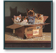 Braldt Bralds art print: Six Pack