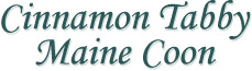Cinnamon Tabby Maine Coon