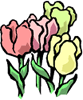 Tulips