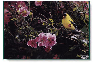 Terry Isaac - Good as Gold