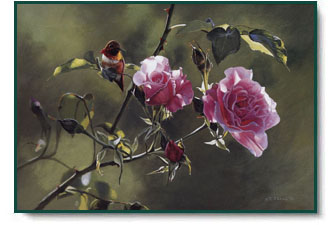 Terry Isaac - Shades of Summer - Rufous Hummingbird