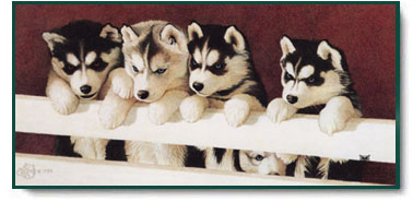 Scott Kennedy - Looking for Trouble