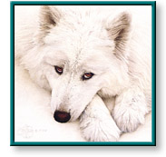 Scott Kennedy: Samoyed