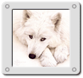 Samoyed