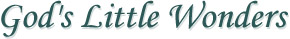 God's Little Wonders