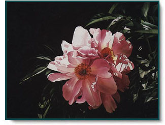 Arleta Pech - Cluster of Peonies