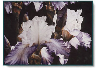 Arleta Pech - Flirtation