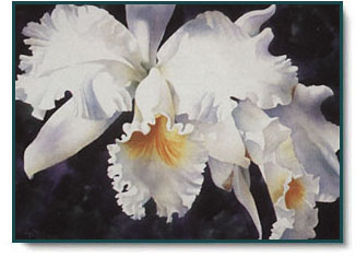 Arleta Pech - Orchid Magic