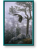 Daniel Smith: Shrouded Forest