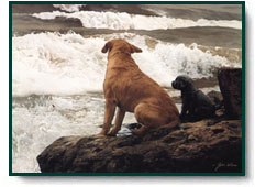 John Weiss art print: No Swimming Lessons Today