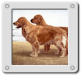 Goldens at the Shore